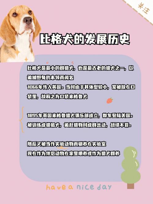 比格犬品相怎么看?教你如何看比格犬的品相，如何看比格犬的纯度