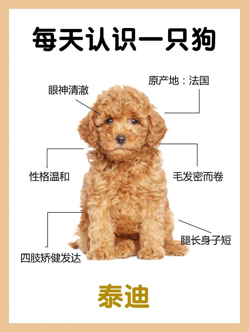 如何挑选泰迪犬?选购技巧，如何挑选泰迪狗狗?