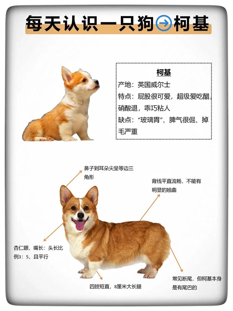 瑞典柯基犬的优缺点，瑞典柯基和普通柯基区别