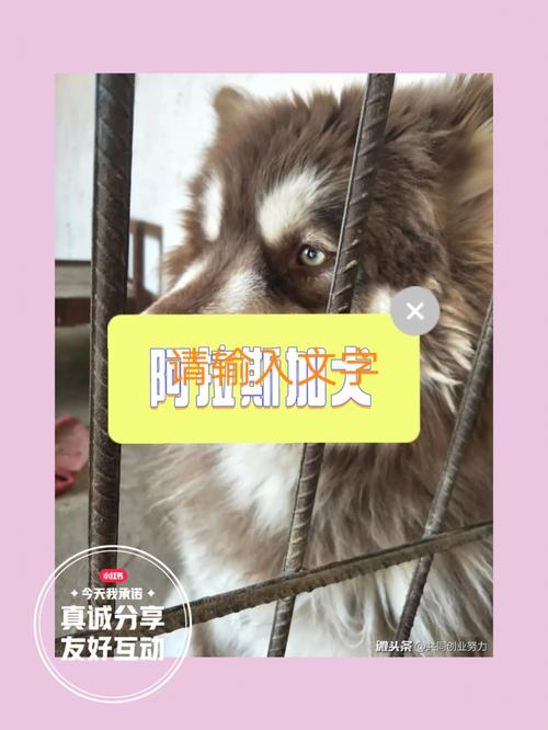 阿拉斯加犬得了肝腹水能活多久，阿拉斯加肚子