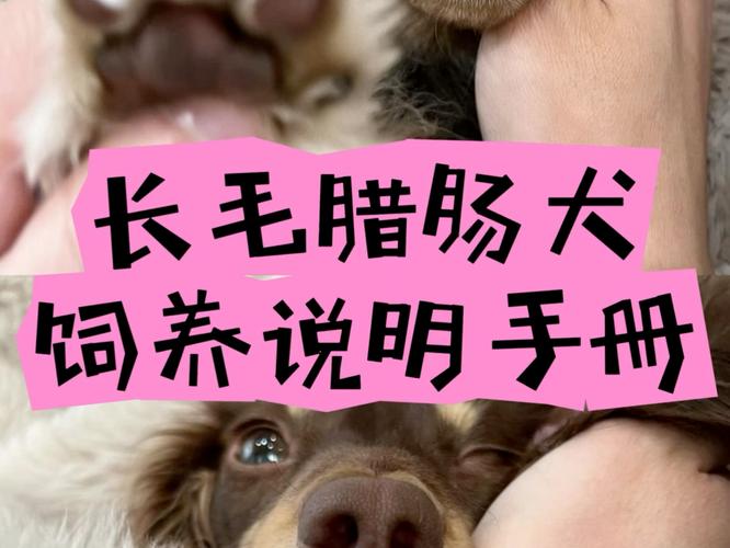 腊肠犬的饲养方法有哪些呢，腊肠犬的优点