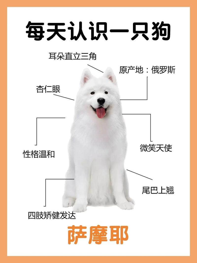 萨摩耶犬怎么训练不乱叫，萨摩耶犬怎么训练不乱叫呢