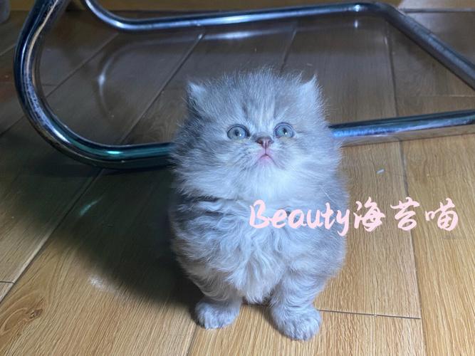 蓝色波斯猫好养吗，蓝色波斯猫多少钱一只