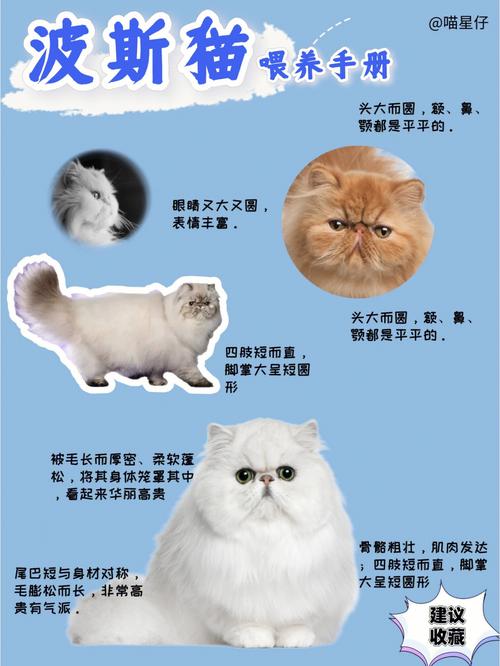 波斯猫的饲养方法及注意事项，波斯猫的饲养方法及注意事项图片