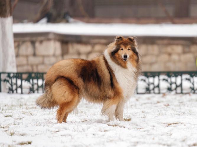 苏格兰牧羊犬百科，苏格兰牧羊犬图片 价钱