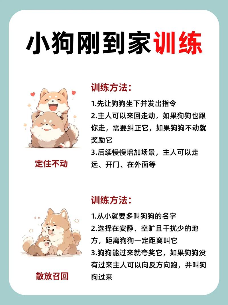 秋田犬怎么训练不咬人，秋田犬怎么训练不咬人视频