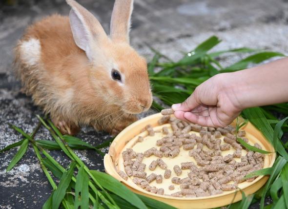 兔子食欲大增怎么回事，兔子食欲旺盛