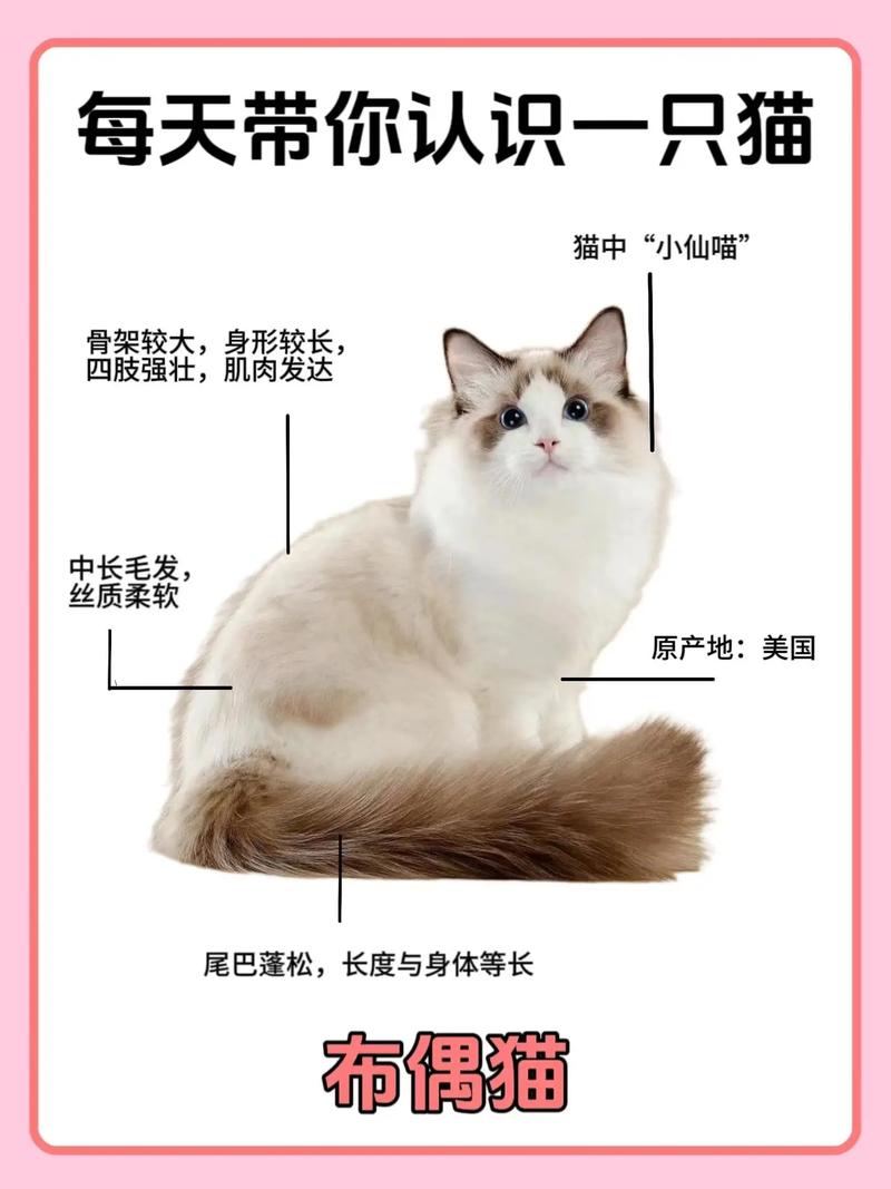 布偶猫个性特征及体型介绍，布偶猫个性特征及体型介绍图