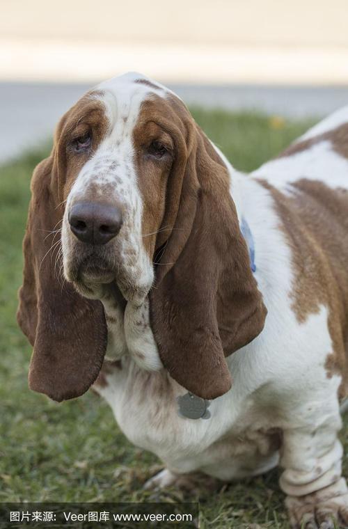 巴吉度猎犬好养吗,怎么喂养，巴吉度猎犬捕猎视频