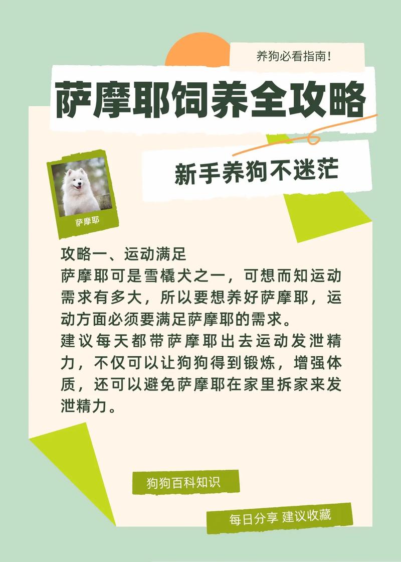 教你如何从小喂养萨摩耶幼犬，如何饲养萨摩耶幼犬