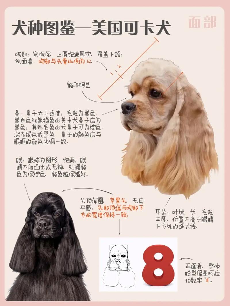 可卡犬如何挑选，可卡犬什么样