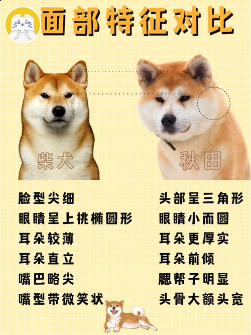 怎么分辨秋田犬真假，怎么分辨秋田犬真假