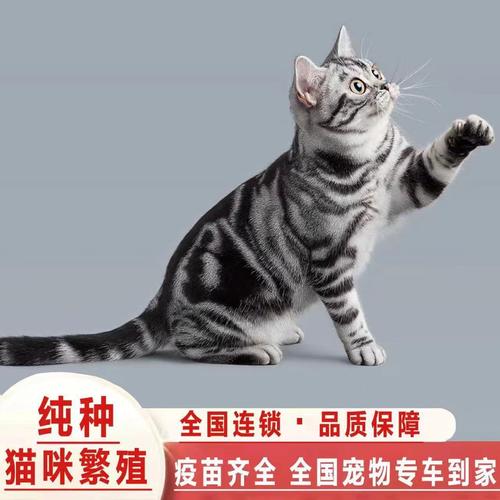 银虎斑猫长什么样，银虎斑猫性格好不好