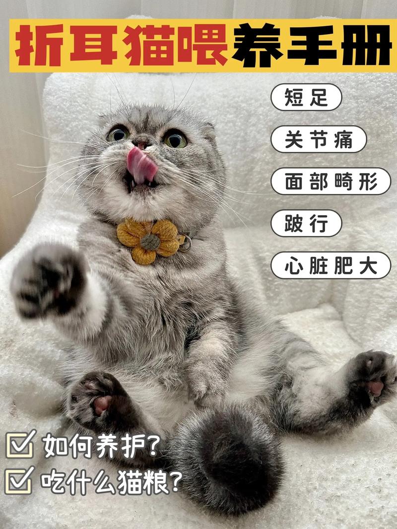 折耳猫绝育好还是不绝育好，折耳猫做绝育能行吗?