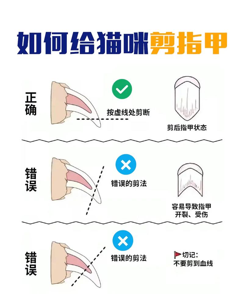 如何给波斯猫修毛，波斯猫修剪造型