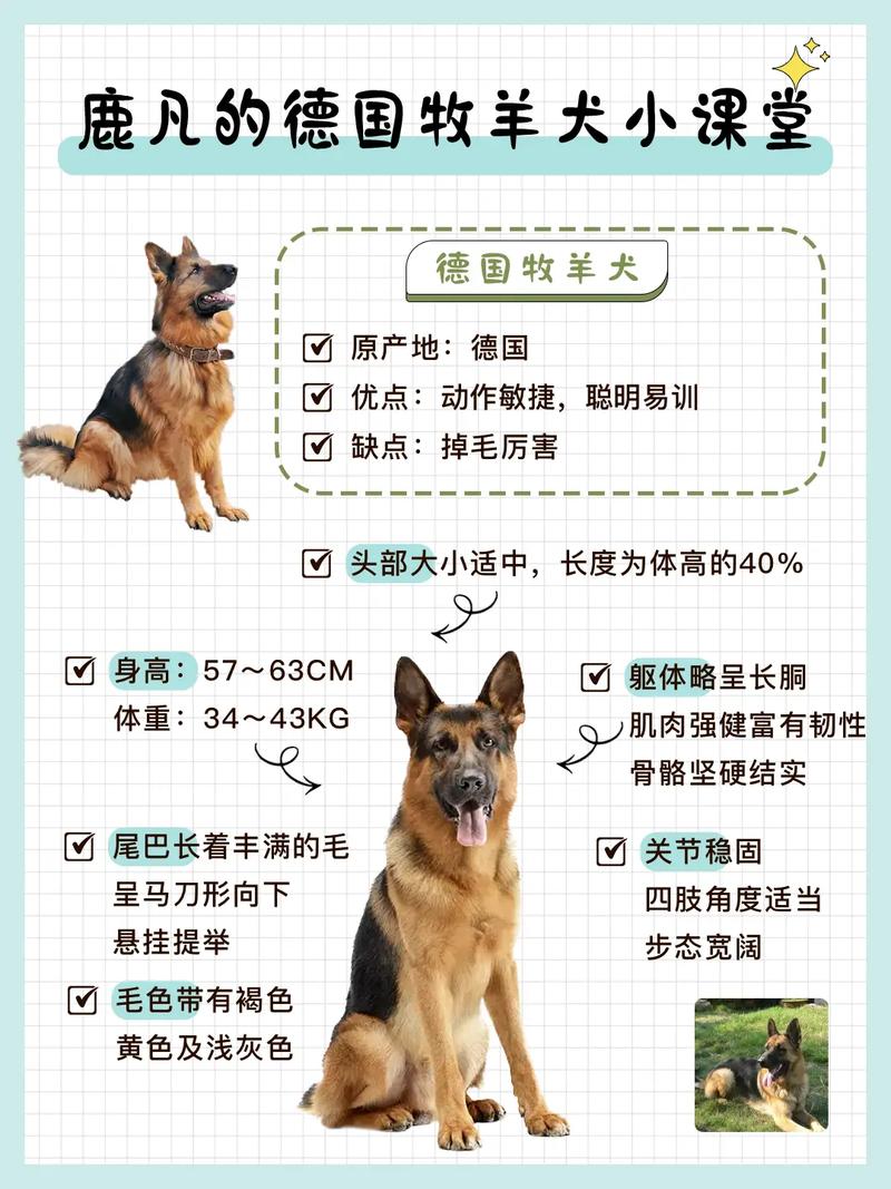 德国牧羊犬幼犬的饲养方法，德国牧羊犬幼犬怎么养