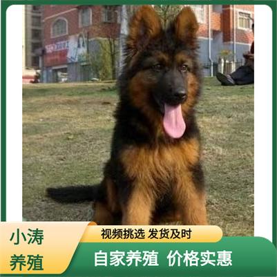 德国牧羊犬走路视频，德国牧羊犬走路视频教程