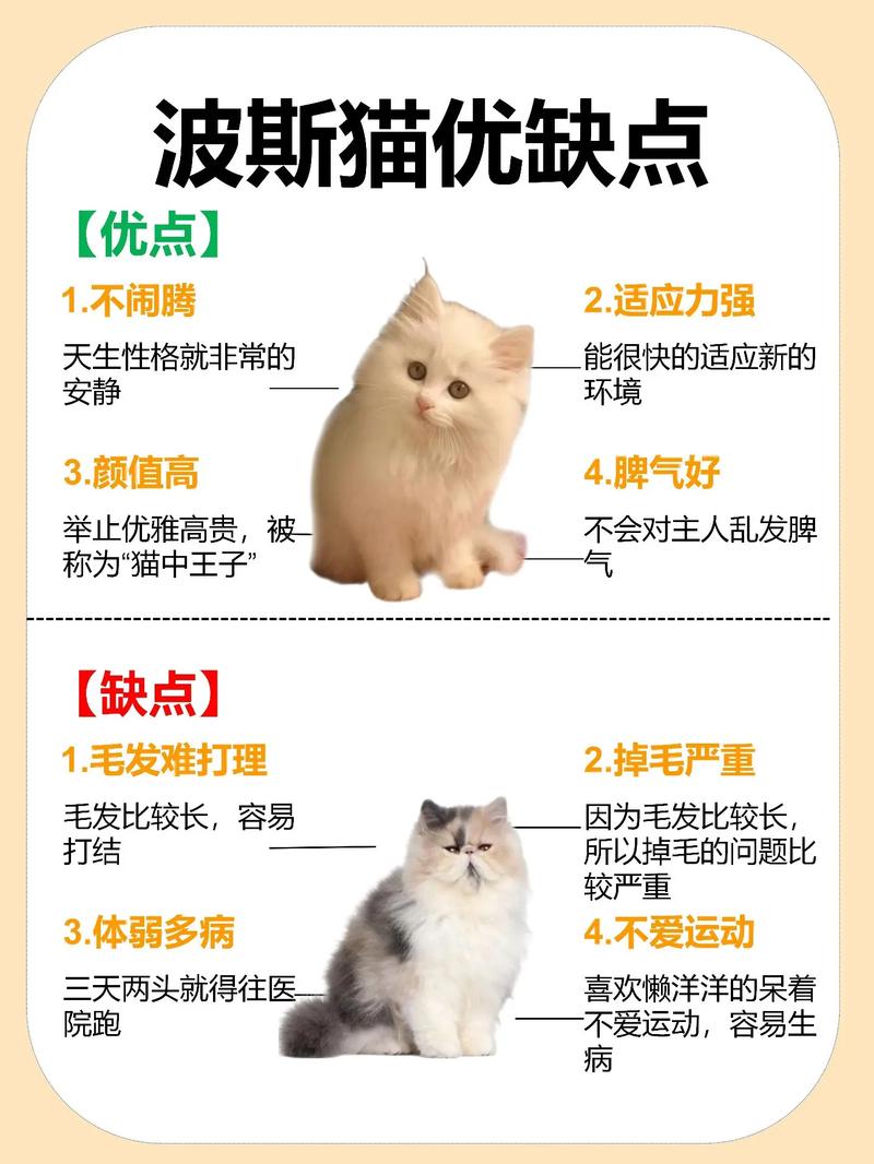 波斯猫怎么养教程，波斯猫详细介绍