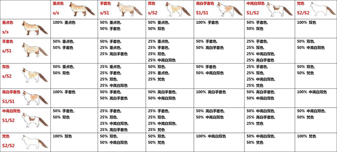 布偶猫的颜色品种介绍图片，布偶猫的颜色分类图片