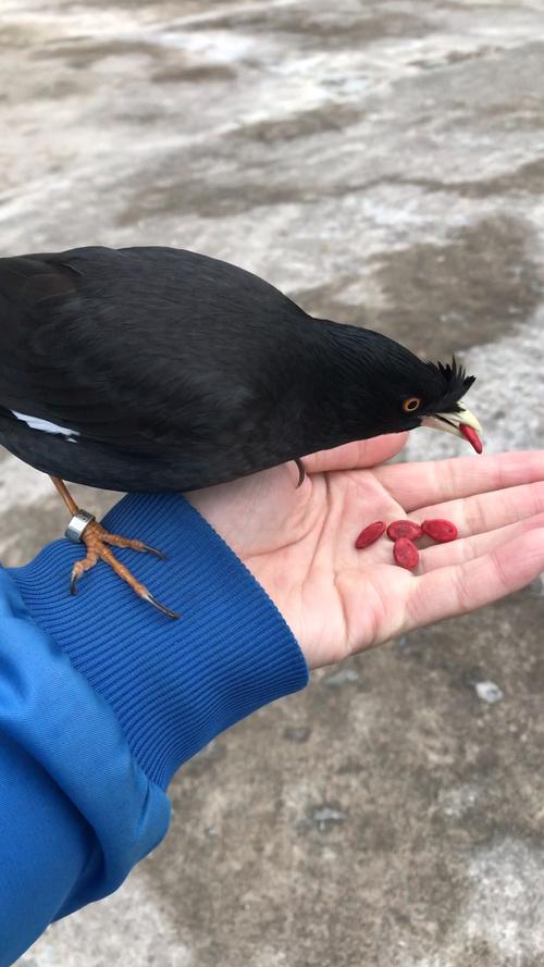 八哥吃什么食物?，八哥吃什么食物最好