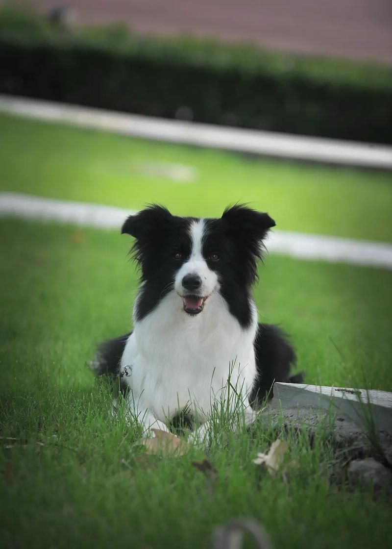 边境牧羊犬最佳训练时间，边境牧羊犬的训练方法视频