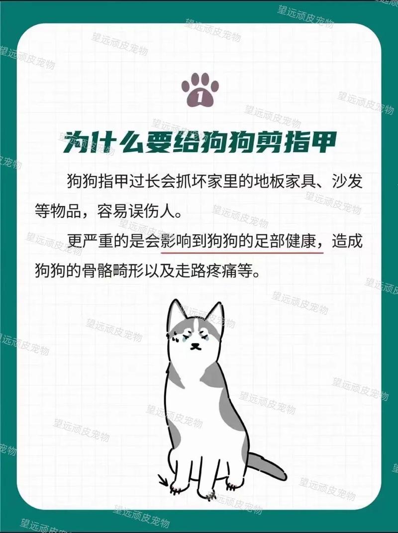 吉娃娃脚指甲怎么剪，怎么给吉娃娃犬剪指甲