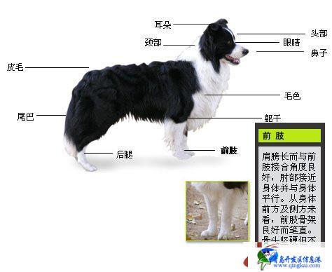 如何分辨边境牧羊犬以前的犬种，边境牧羊犬辨别方法