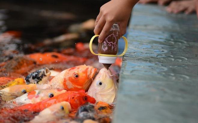 怎样给鱼喂鱼食，如何给鱼喂食