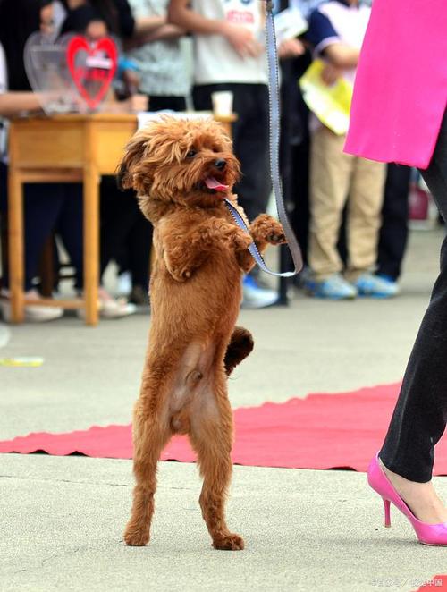 泰迪犬都基本训练什么能力，泰迪都训练哪些动作