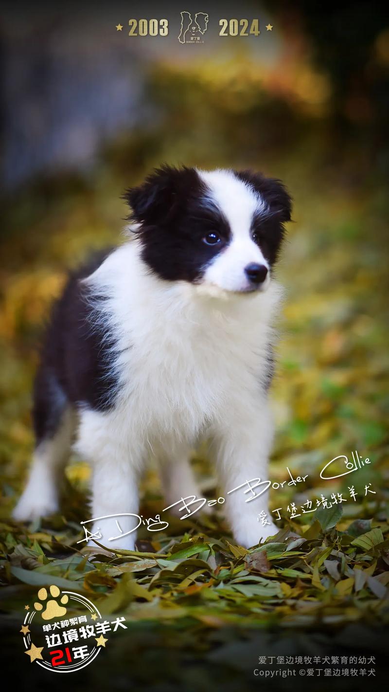 边境牧羊犬多少岁，边境牧羊犬的年龄