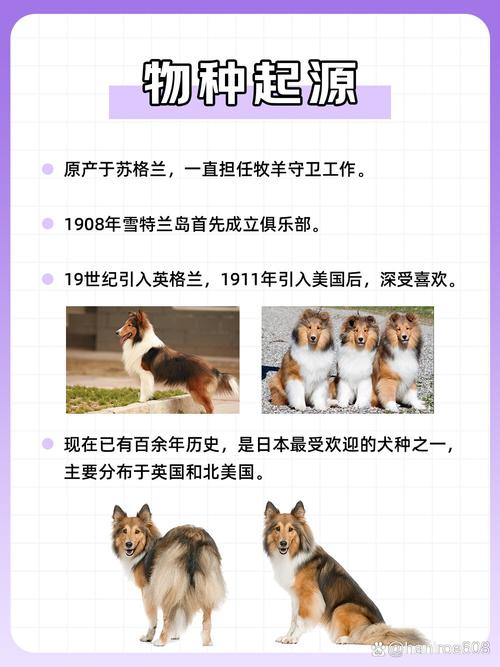 喜乐蒂牧羊犬品种，喜乐蒂牧羊犬的缺点