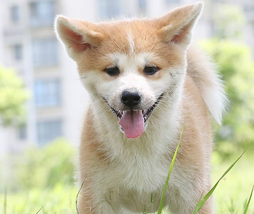 秋田犬喂什么狗粮好，秋田犬喂食