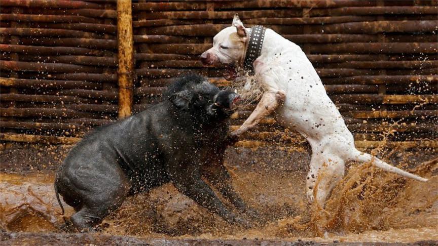 比特犬怎么训练咬轮胎，训练比特犬开口咬视频