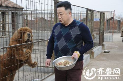 如何给藏獒做基本的美食，藏獒如何喂食