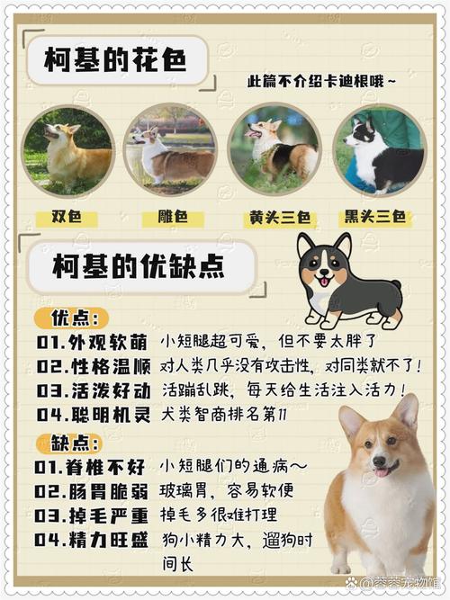 柯基犬的饲养方法，柯基犬一天喂几次