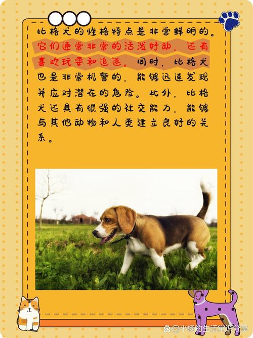 比格犬的优点与缺点，比格犬优缺点有哪些