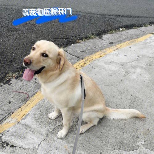 拉布拉多犬咳嗽干呕怎么办，拉布拉多一直咳嗽想呕吐但吐不出来是怎么了