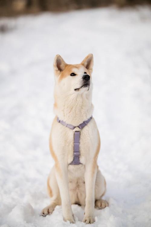 秋田犬品相好与差，秋田犬怎么选品相好的