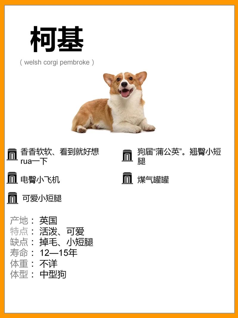 柯基犬的介绍，柯基犬的介绍说明文700字