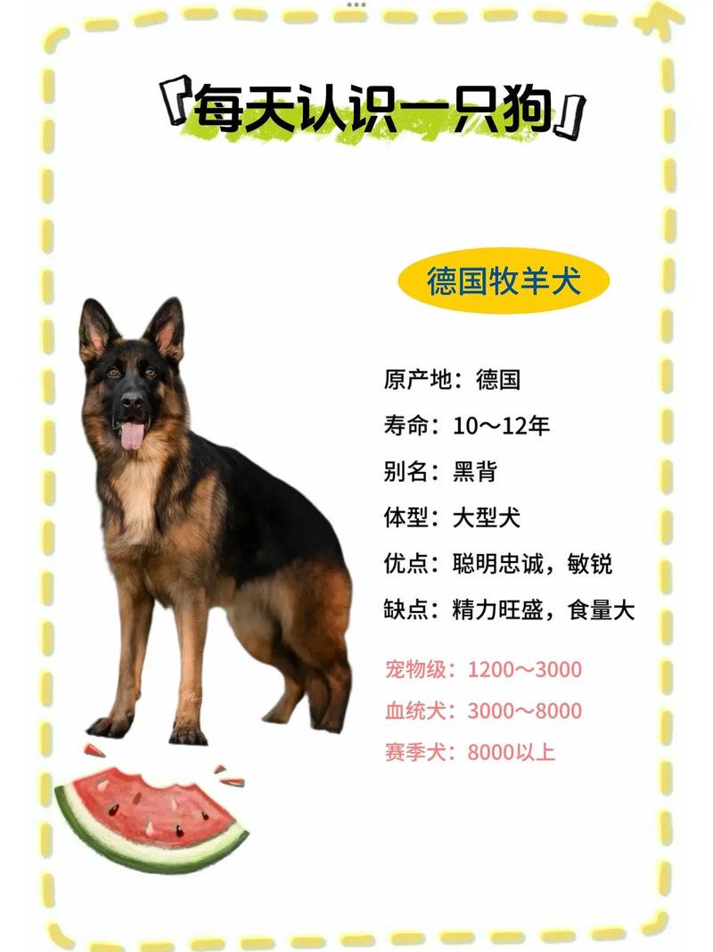 怎么选购纯种的德国牧羊犬，怎么选购纯种的德国牧羊犬狗