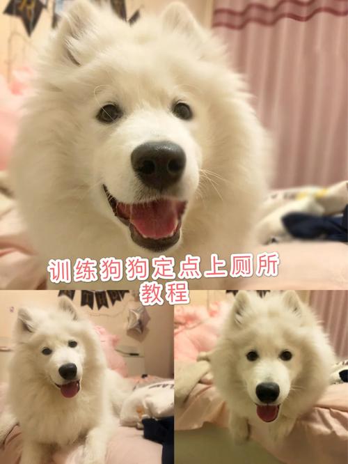 如何训练萨摩耶犬定点拉屎，如何训练萨摩耶定点大小便