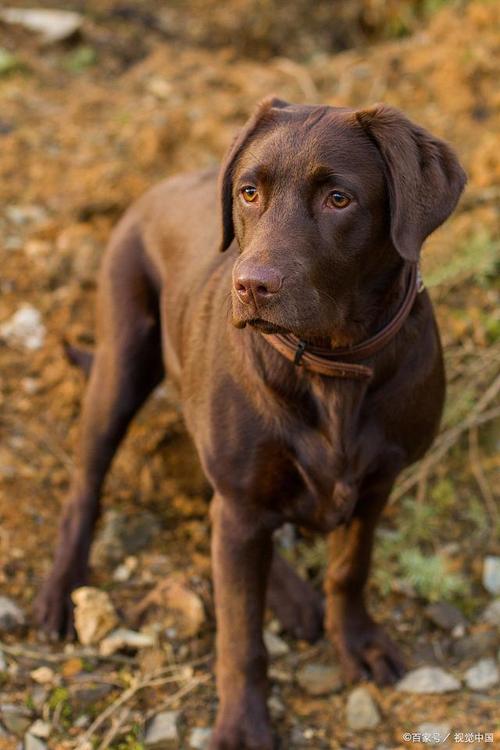 比特犬的克星是哪种犬，比特犬厉害吗