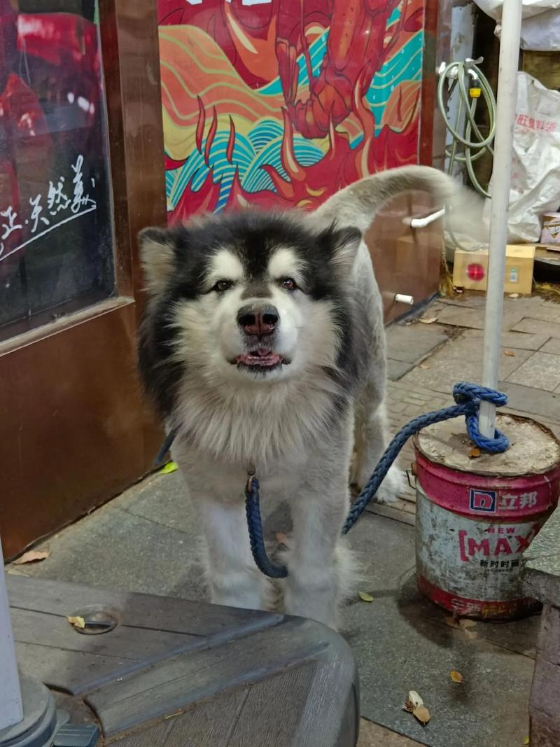 阿拉斯加犬什么时候引进中国，阿拉斯加犬什么时候引进中国