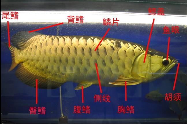 生产期的鱼生理特点是什么，生产期的鱼生理特点是什么呢