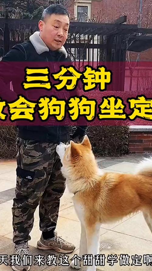 秋田犬训练视频大全，秋田犬训练教程