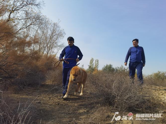 古代牧羊犬品相，古代牧羊犬犬