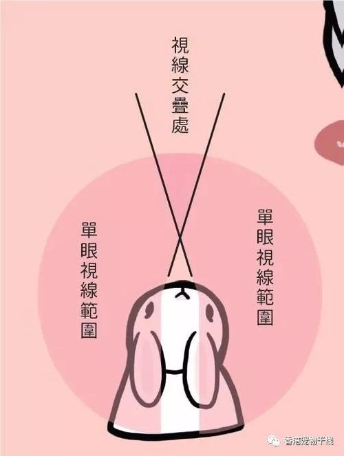 兔子视力，兔子视力范围