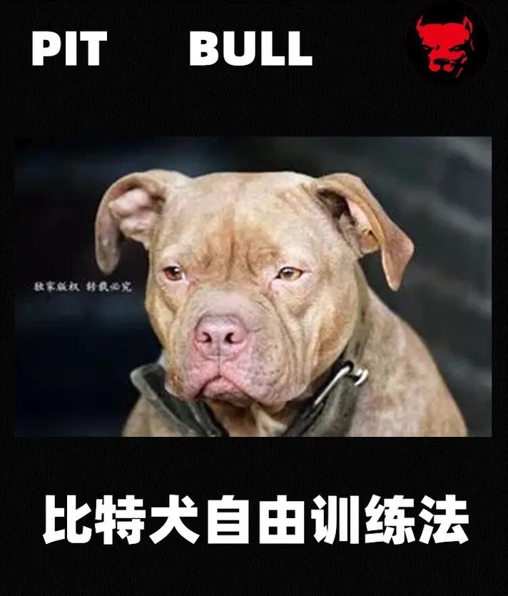 比特犬力量训练要素，比特犬力量有多大