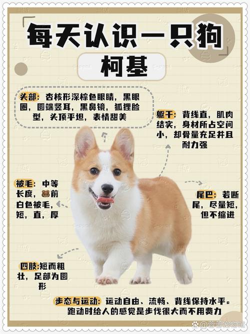 养柯基犬的缺点，养柯基有什么缺点