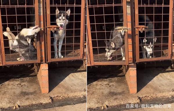 哈士奇不住笼子怎么办，哈士奇不肯进笼子